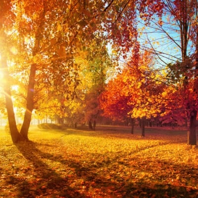 nuisibles d’automne