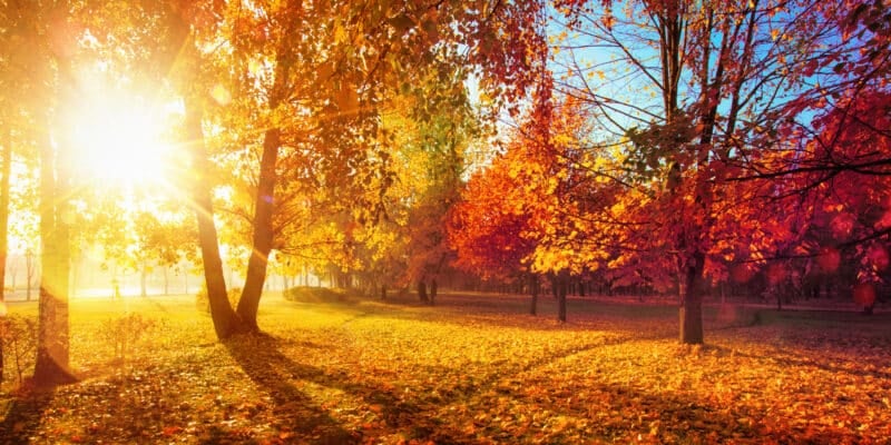 nuisibles d’automne