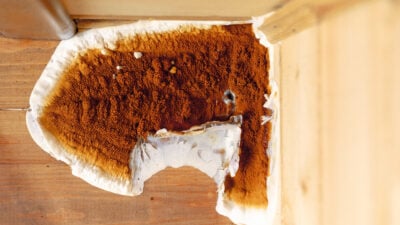 Traitement mérule pleureuse