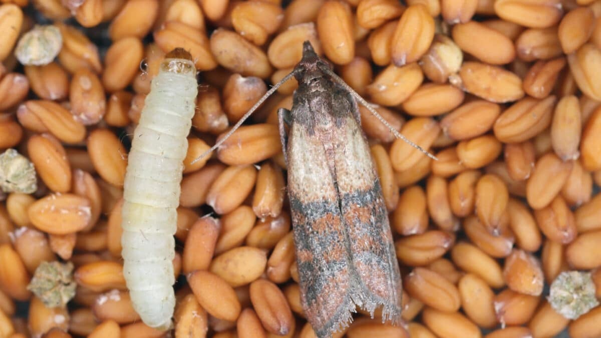 Pyrale et chenille sur des graines et céréales et traitement contre les insectes des produits stockés