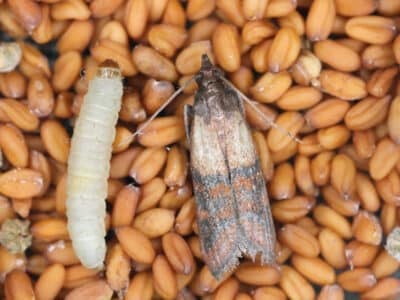 Pyrale et chenille sur des graines et céréales et traitement contre les insectes des produits stockés