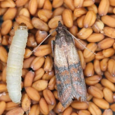 Pyrale et chenille sur des graines et céréales et traitement contre les insectes des produits stockés