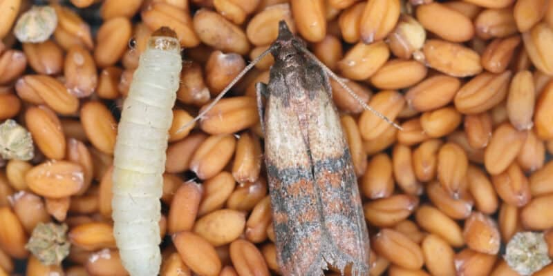 Pyrale et chenille sur des graines et céréales et traitement contre les insectes des produits stockés