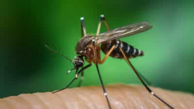 Gestion des moustiques et défis en lutte antiparasitaire