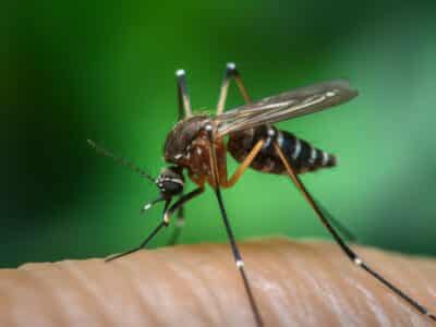 Gestion des moustiques et défis en lutte antiparasitaire