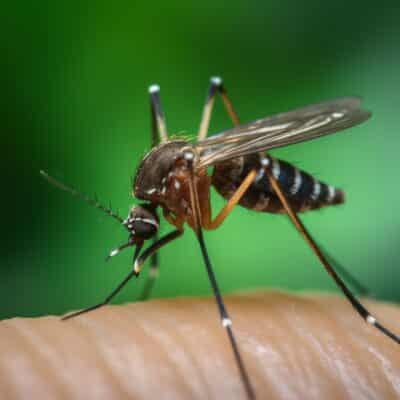 Gestion des moustiques et défis en lutte antiparasitaire