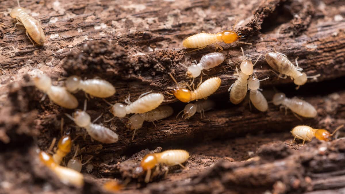 Gestion des cadavres de termites