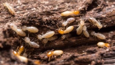 Gestion des cadavres de termites