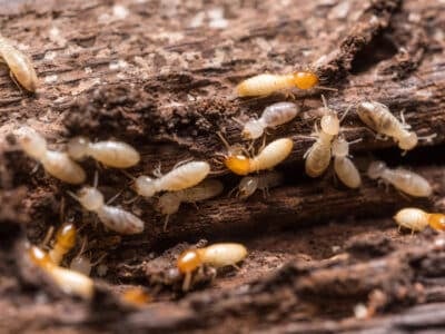 Gestion des cadavres de termites