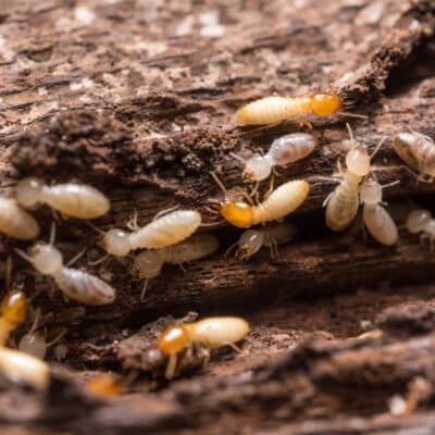 Gestion des cadavres de termites