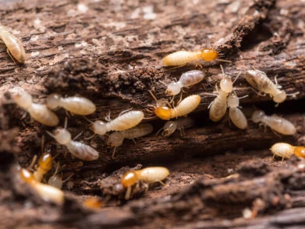 Gestion des cadavres de termites