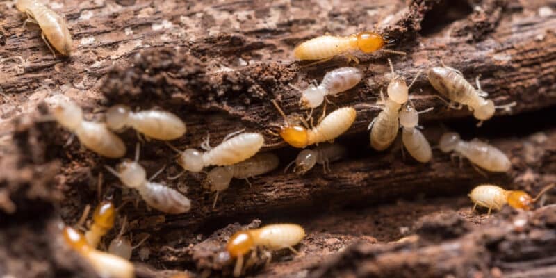 Gestion des cadavres de termites