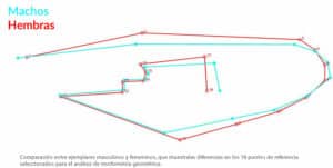 outil morphométrie géométrique comparant avec des points les ailes de mâles et de femelles moustiques