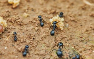 Fourmis autour d’une proie, tentant de la traîner jusqu’à leur nid