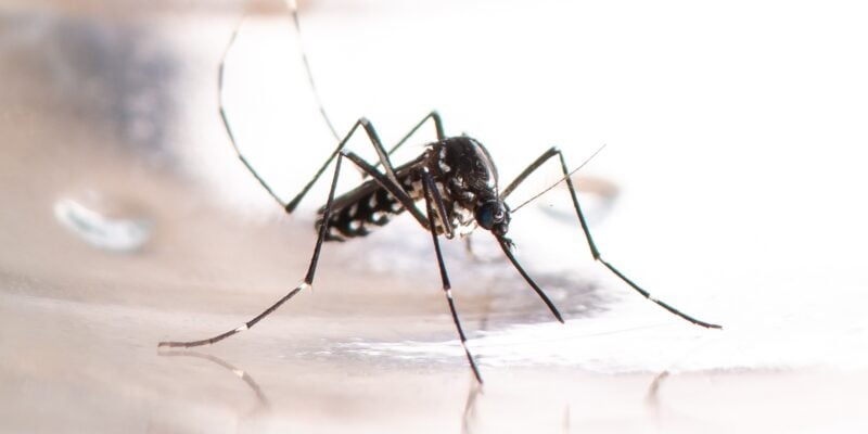 gros plan d’un moustique tigre posé sur une surface humide