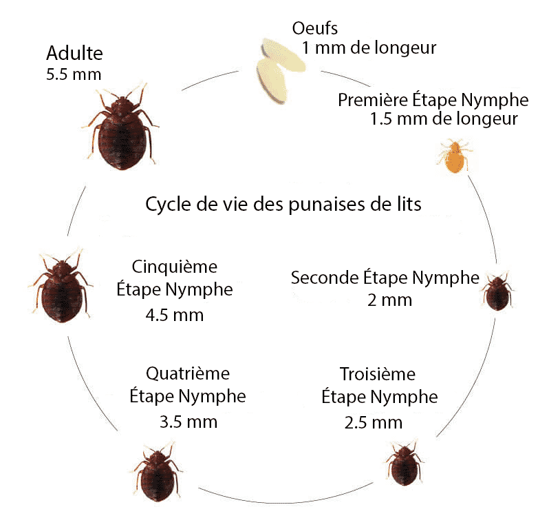 Cycle de vie punaise de lit