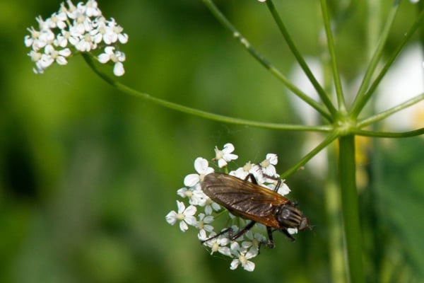 Petite insecte sur une fleur