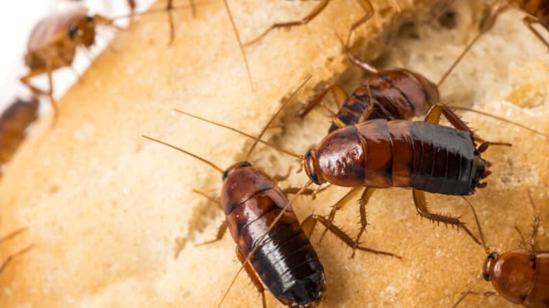 blatte ou cafard sur un morceau de pain