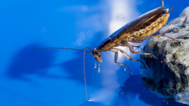 Cafards posés sur une pierre en fond bleu