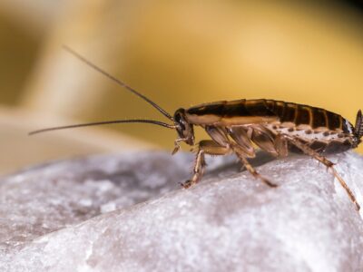 Blatte germanique sur un rocher