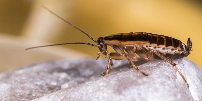 Blatte germanique sur un rocher