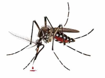 Moustique tigre en gros plan suçant du sang