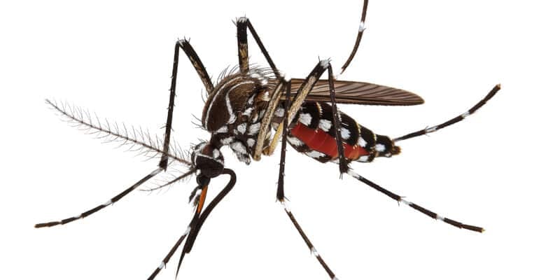 Moustique tigre en gros plan suçant du sang