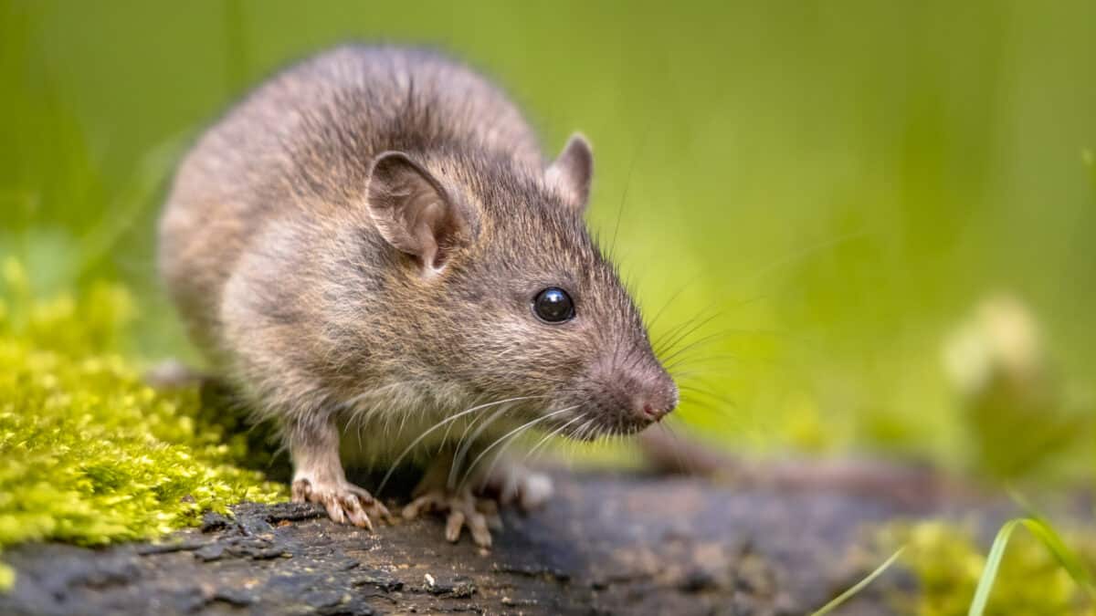 Gros plan sur un rat brun