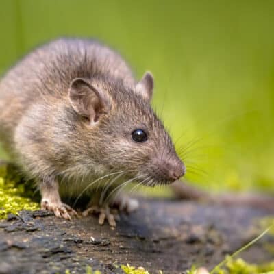 Gros plan sur un rat brun
