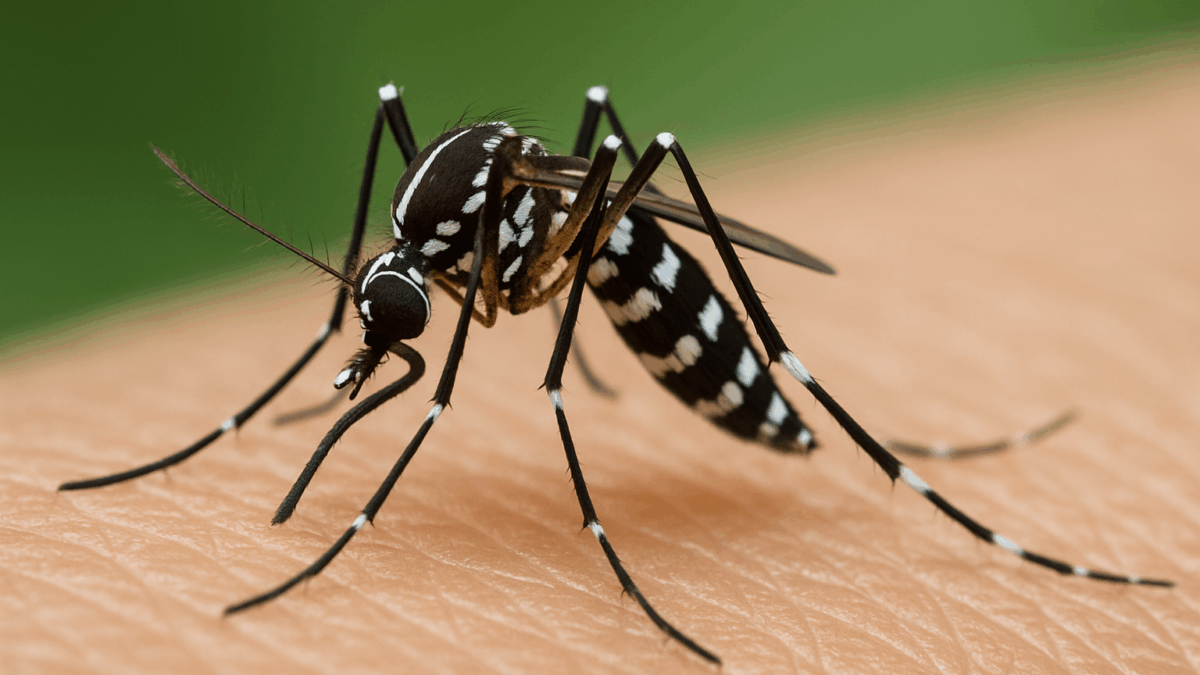 La prolifération des en moustiques Europe