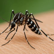 La prolifération des en moustiques Europe