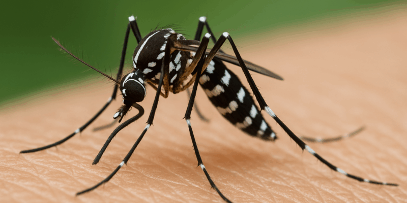 Gros plan d’un moustique tigre piquant la peau humaine