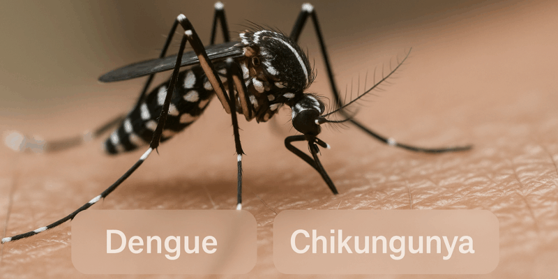 Gros plan d’un moustique noir à rayures blanches en train de piquer la peau humaine, avec les noms dengue, chikungunya et Zika affichés en bas de l’image.