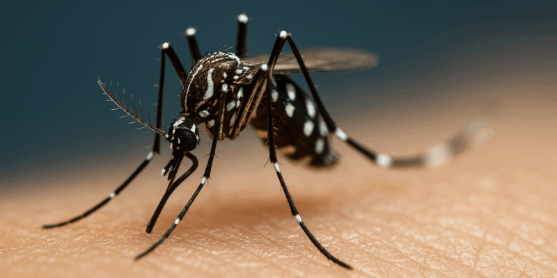 Moustique tigre en train de piquer la peau en gros plan.