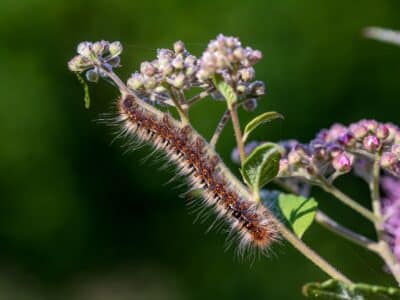 chenille processionnaire sur une fleur