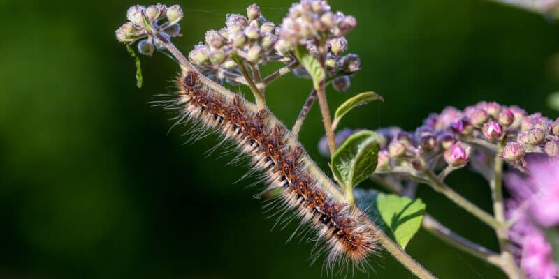 chenille processionnaire sur une fleur