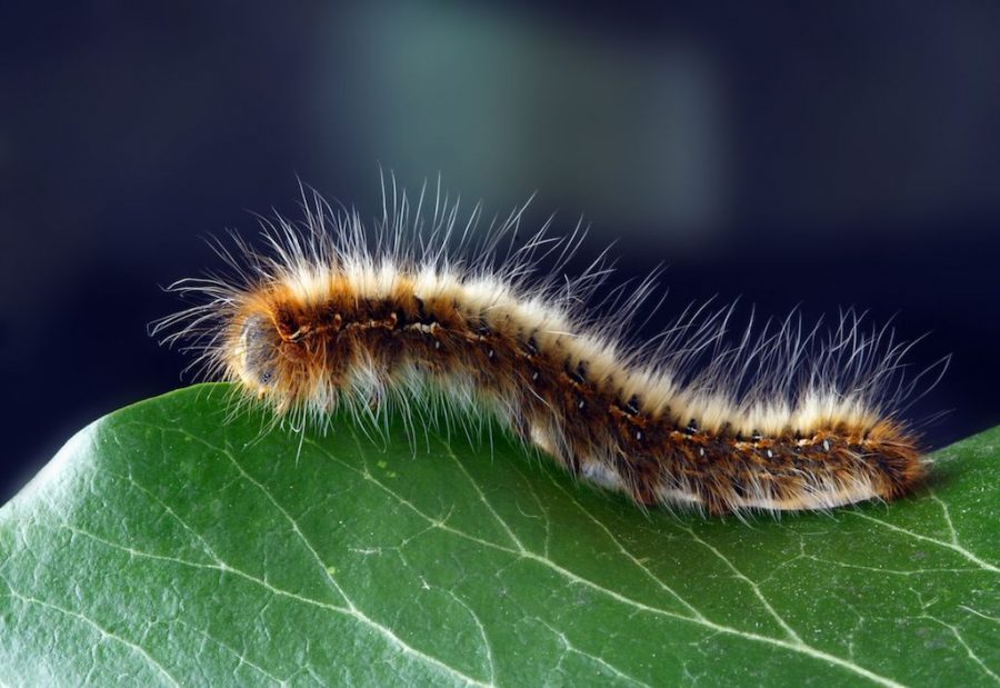 une chenille processionnaire sur une feuille