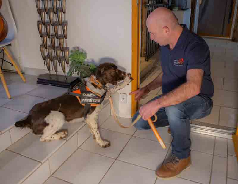 l'expert au travail avec son chien détecteur de punaises de lit