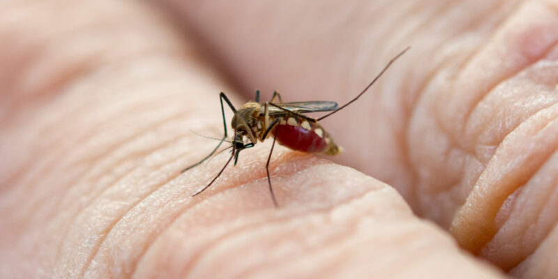 Moustique suçant le sang d'un humain, transmission de maladies possible