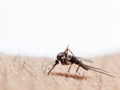 Moustique en train de piquer la peau humaine en gros plan.