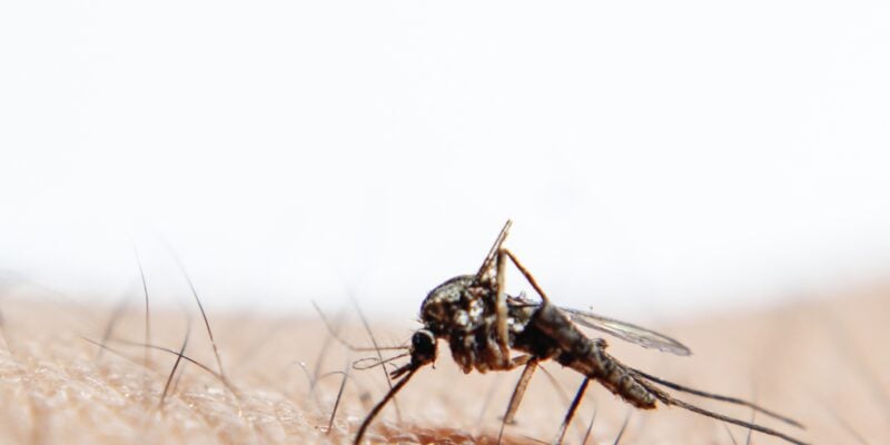 Moustique en train de piquer la peau humaine en gros plan.