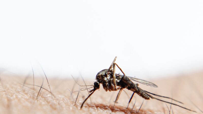 Moustique en train de piquer la peau humaine en gros plan.