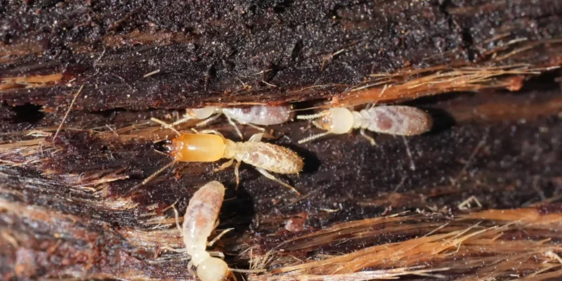 Termites creusant du bois humide dans une zone infestée