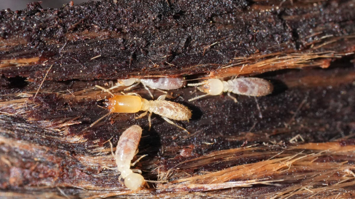 Contrôle des termites
