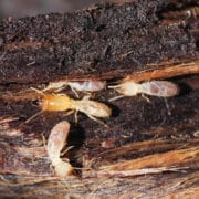 Contrôle des termites