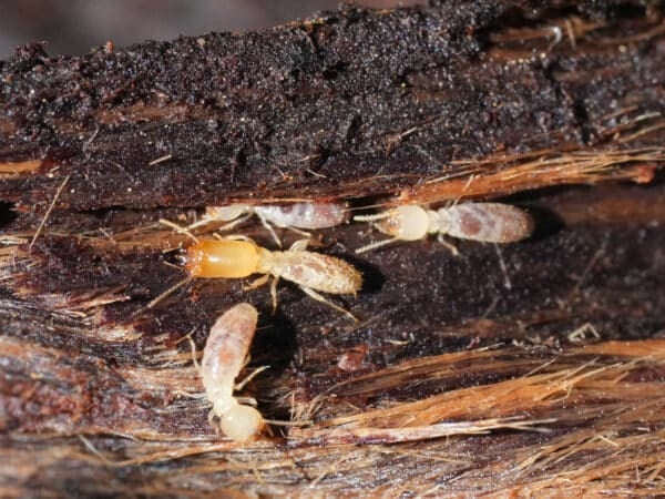 Contrôle des termites