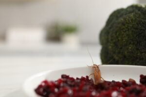 Cafard sortant d'une assiette