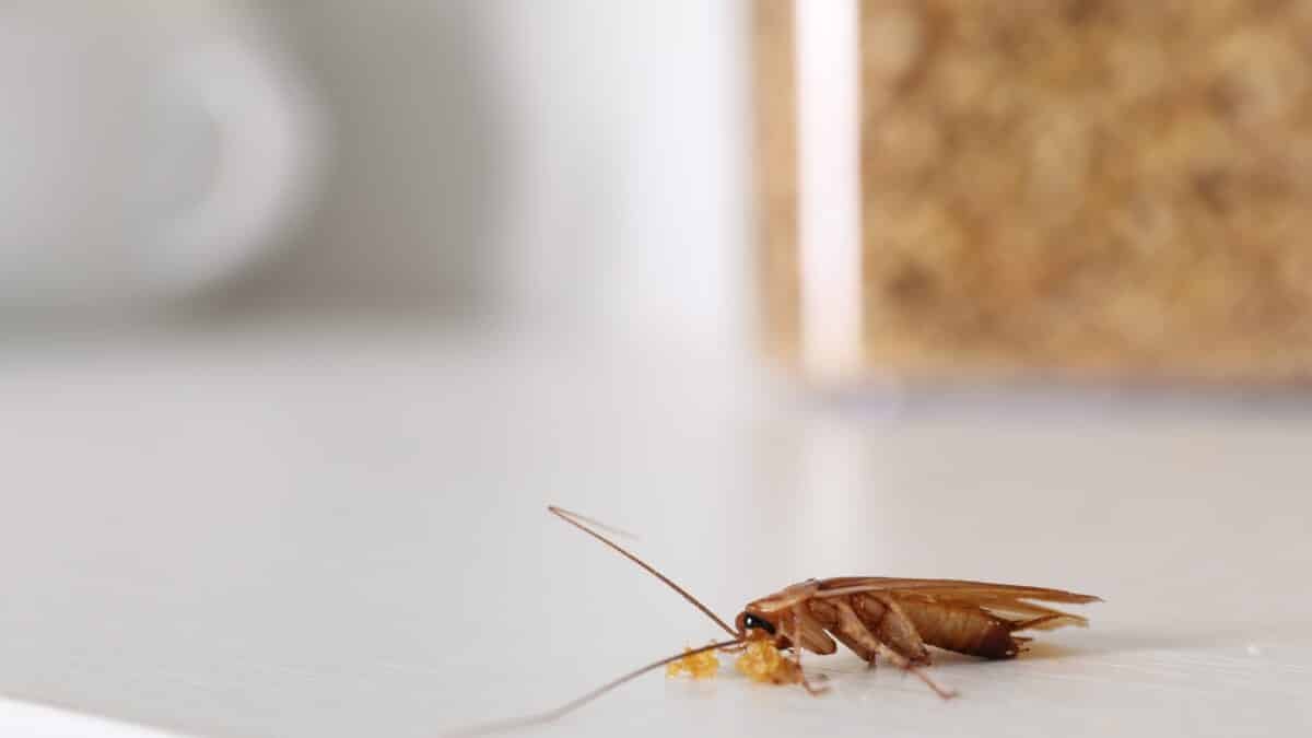 Régulateurs de croissance contre les cafards