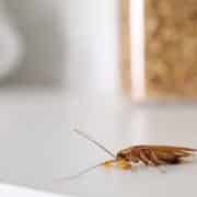 Régulateurs de croissance contre les cafards