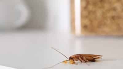 Régulateurs de croissance contre les cafards